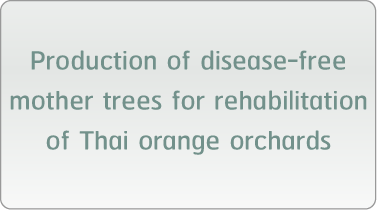 Production of disease-free mother trees for rehabilitation of Thai orange orchards