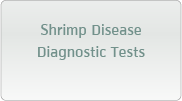 Shrimp Disease Diagnostic Tests