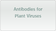 Antibodies for Plant Viruses