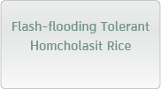 Flash-flooding Tolerant Homcholasit Rice