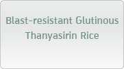 Blast-resistant Glutinous Thanyasirin Rice