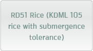 RD51 Rice (KDML 105 rice with submergence tolerance)