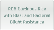 RD6 Glutinous Rice with Blast and Bacterial Blight Resistance