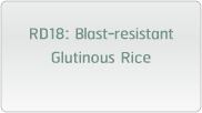 RD18: Blast-resistant Glutinous Rice