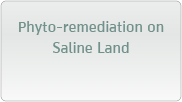 Phyto-remediation on Saline Land