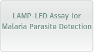 LAMP-LFD Assay for Malaria Parasite Detection