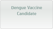 Dengue Vaccine Candidate