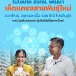 BIOTEC สวทช. พัฒนา “เห็ดแครงสายพันธุ์ใหม่” คุณภาพสูง ตอบโจทย์เกษตรกร-ผู้ผลิตโปรตีนทางเลือก