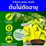 ไบโอเทค สวทช. เปิดตัว ‘ต้นไผ่ตัดอายุ’ เหมือนต้นแม่ทุกประการ แต่อายุเริ่มจากศูนย์