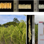 ข้าวหอมสยาม ๒ (สุวรรณภูมิ ๑) : ผลผลิตแห่งภูมิปัญญาไทย ผสานวิทยาศาสตร์สมัยใหม่